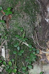 Peperomia tetraphylla