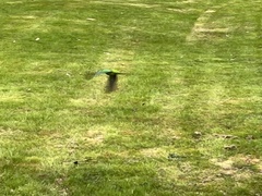 Polytelis swainsonii