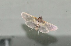 Apilocrocis brumalis