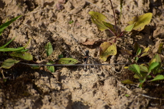 Ammophila