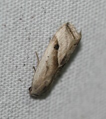 Micrathetis tecnion