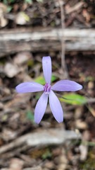 Cyanicula sericea