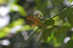 Tetrapterys schiedeana