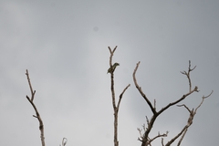 Psilopogon haemacephalus