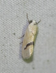 Ponometia venustula