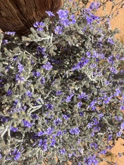 Dampiera lanceolata lanceolata