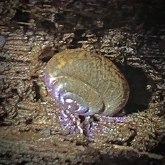 Excellaoma melbournensis