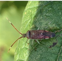 Pantilius tunicatus
