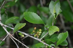 Gymnosporia nemorosa