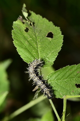Nymphalini