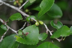 Gymnosporia nemorosa