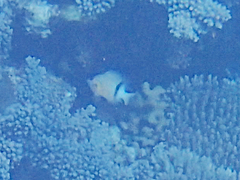 Plectroglyphidodon dickii