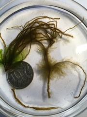 Ectocarpus siliculosus