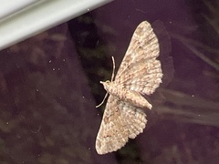 Gymnoscelis rufifasciata
