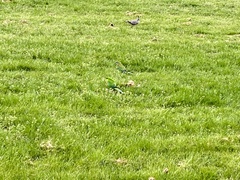 Polytelis swainsonii