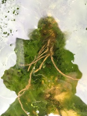 Ectocarpus siliculosus
