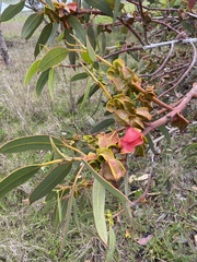 Eucalyptus tetraptera