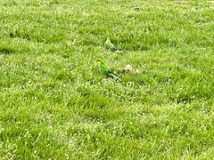 Polytelis swainsonii