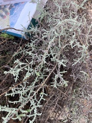 Seriphium plumosum