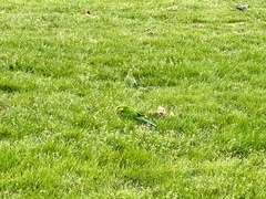 Polytelis swainsonii