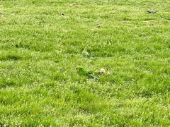 Polytelis swainsonii