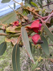 Eucalyptus tetraptera