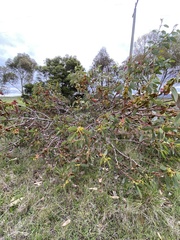 Eucalyptus tetraptera