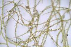 Ectocarpus siliculosus