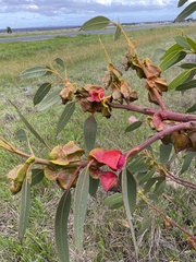 Eucalyptus tetraptera
