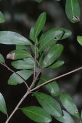 Mimusops obovata