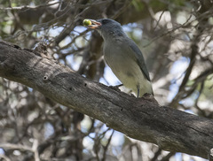 Aphelocoma wollweberi