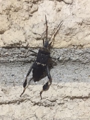 Leptoglossus clypealis