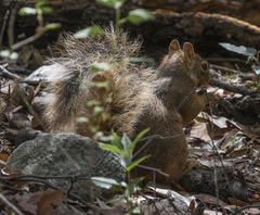 Sciurus nayaritensis