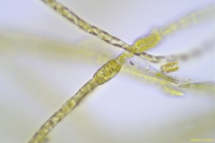 Ectocarpus siliculosus