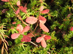 Vaccinium uliginosum