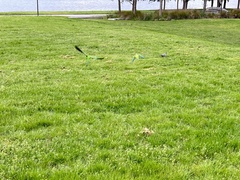 Polytelis swainsonii