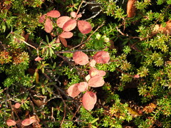 Vaccinium uliginosum