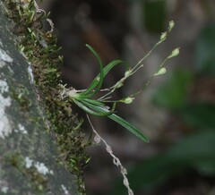 Angraecum pusillum