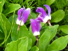 Primula frigida
