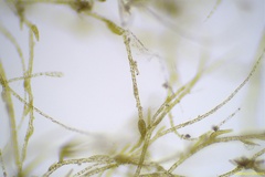 Ectocarpus siliculosus