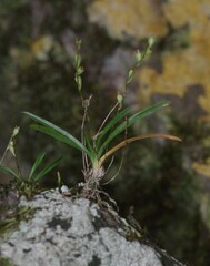 Angraecum pusillum