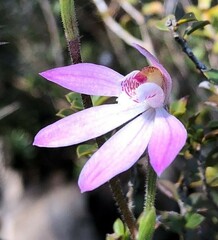 Caladenia fuscata