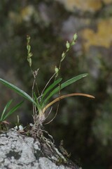 Angraecum pusillum