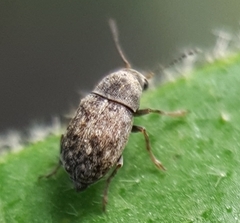 Anthribidae