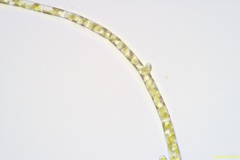 Ectocarpus siliculosus