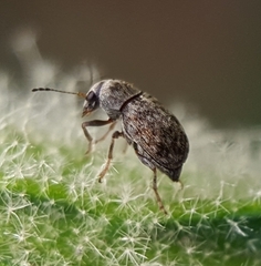 Anthribidae