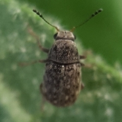 Anthribidae