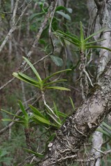 Cyrtorchis arcuata