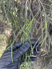 Melaleuca irbyana
