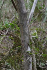 Ochna arborea
